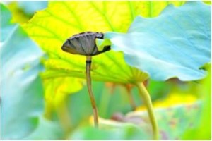 小孩子学佛好吗？